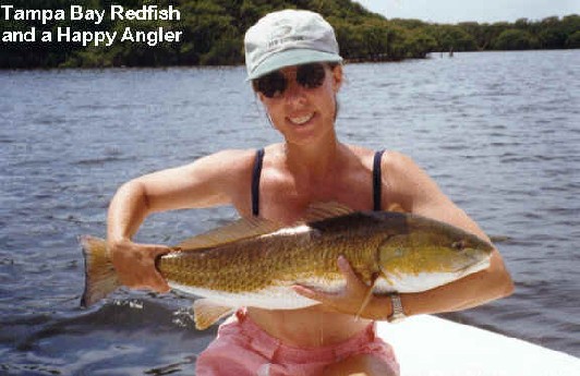 Tarpon are only one of the great fly rod species on one of our sportfishing charters. A flats fishing or backcountry charter
     could include trout redfish snook cobia pompano permit or jacks. 
     Saltwater flyfishing in the Tampa, St. Petersburg, Clearwater area is excellent. In addition to our flats fishing charters, our guide is available for sightseeing, shelling, birdwatching and eco-tour cruises.
     Just one hour away from the central Florida attractions, Disney World and the Orlando attractions, the Gulf Coast is a world apart.